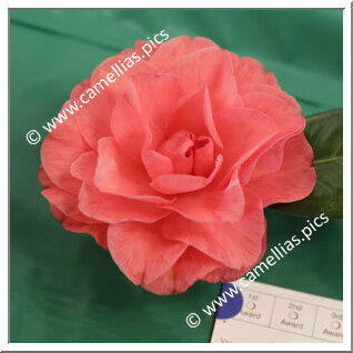 Camellia Japonica 'Carter's Sunburst Pink'