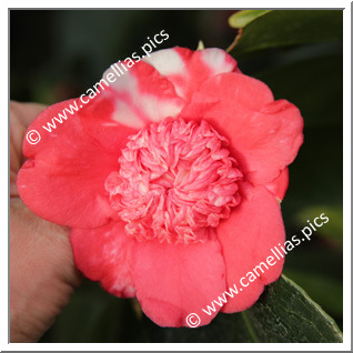 Camellia Japonica 'Caryophylliflora Major'