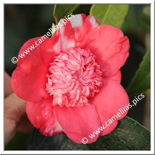 Camellia Japonica 'Caryophylliflora Major'