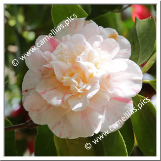 Camellia Japonica 'Caryophylloides'