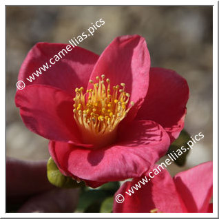 Camellia Japonica 'Casa Lozze'