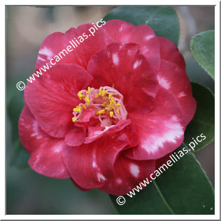 Camellia Japonica 'Robert Casamajor Variegated'