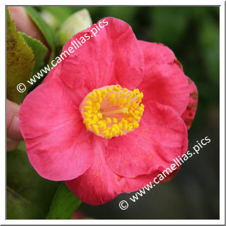 Camellia Japonica 'Casimir Rubra'