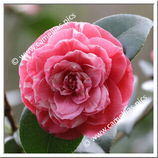 Camellia Japonica 'Castagnola'