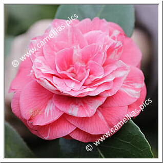 Camellia Japonica 'Castagnola'