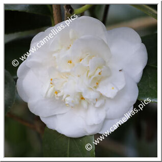 Camellia Japonica 'Castiglioni'