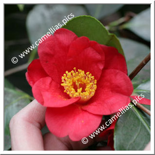 Camellia Japonica 'Castille'