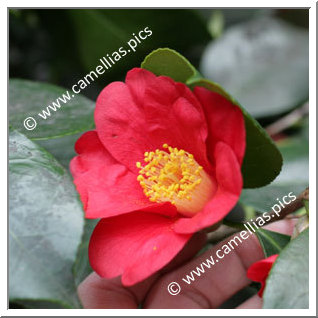 Camellia Japonica 'Castille'