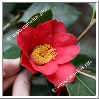 Camellia Japonica 'Castille'