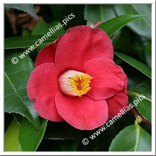 Camellia Japonica 'Cathelineau'
