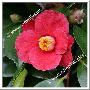 Camellia Japonica 'Cathelineau'