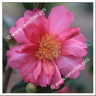 Camellia Sasanqua 'Cécile Crézé'