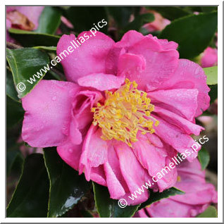 Camellia Sasanqua 'Cécile Crézé'