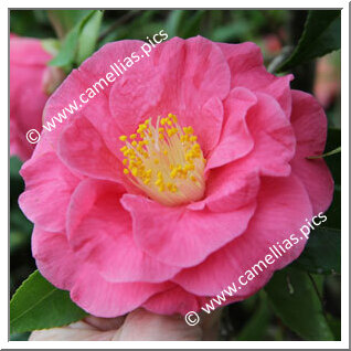 Camellia Japonica 'Ceineray'