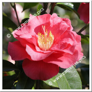 Camellia Japonica 'Ceineray'