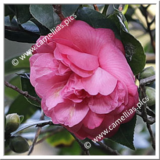 Camellia Japonica 'Celestine'