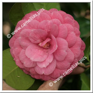 Camellia Japonica 'Cenerentola'