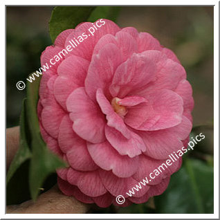 Camellia Japonica 'Cenerentola'