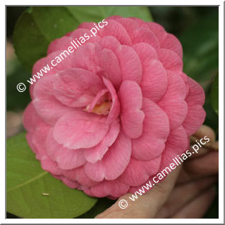 Camellia Japonica 'Cenerentola'