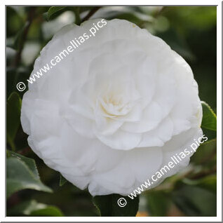 Camellia Japonica 'Centifolia Alba'