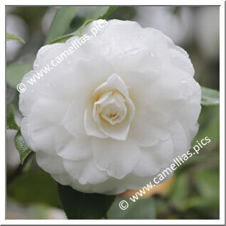 Camellia Japonica 'Centifolia Alba'