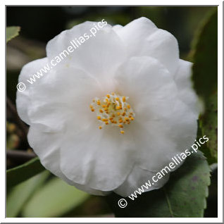 Camellia Hybrid 'CF. 44'