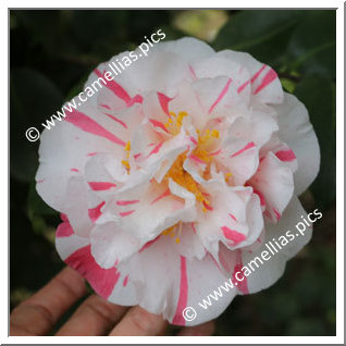 Camellia Japonica 'Chameleon'