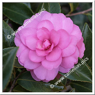 Camellia Sasanqua 'Chansonette'