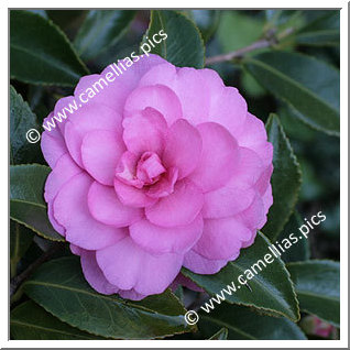 Camellia Sasanqua 'Chansonette'