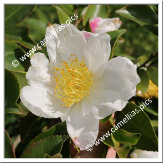 Camellia Sasanqua 'Chantal'