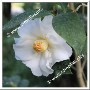 Camellia Japonica 'Chapelle de Lucs'