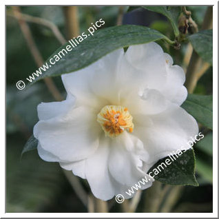 Camellia Japonica 'Chapelle de Lucs'