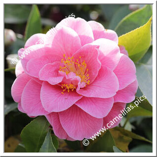 Camellia Hybrid C.x williamsii 'Charlean'