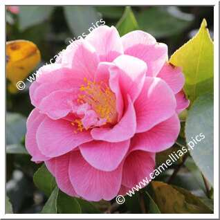 Camellia Hybrid C.x williamsii 'Charlean'