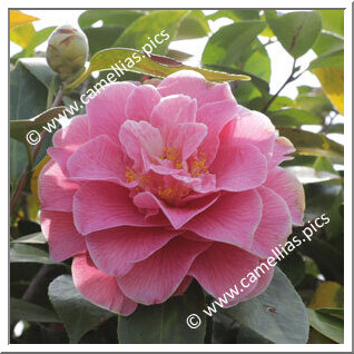 Camellia Hybride C.x williamsii 'Charlean'