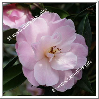 Camellia Hybride C.x williamsii 'Charles Colbert'