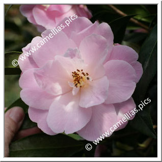 Camellia Hybride C.x williamsii 'Charles Colbert'