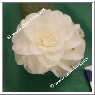 Camellia Japonica 'Charles F. O'Malley'