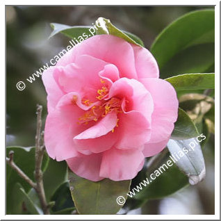 Camellia Japonica 'Charlotte Bradford'
