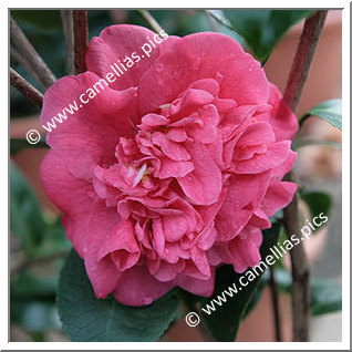 Camellia Japonica 'Charmine'