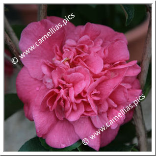 Camellia Japonica 'Charmine'