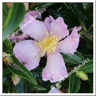 Camellia Sasanqua 'Chateau de Gaujacq'