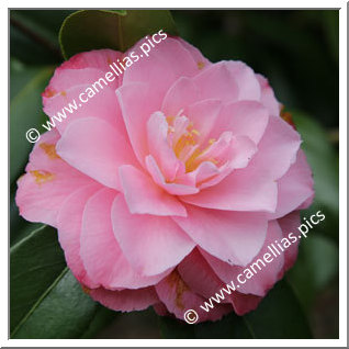 Camellia Hybride C.x williamsii 'Chatsworth Belle'