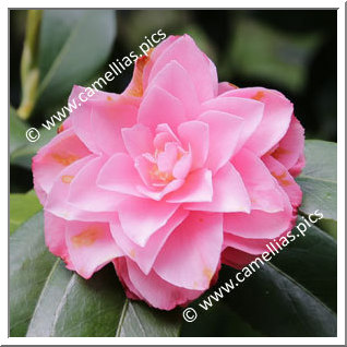 Camellia Hybrid C.x williamsii 'Chatsworth Belle'
