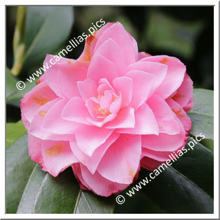 Camellia Hybrid C.x williamsii 'Chatsworth Belle'