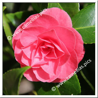 Camellia Japonica 'Cheerful'