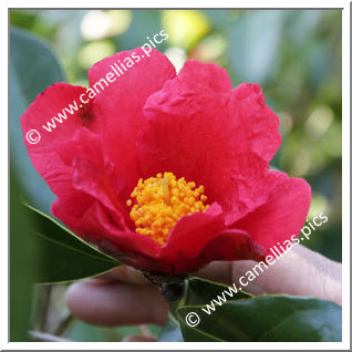 Camellia Species 'C. chekiangoleosa'