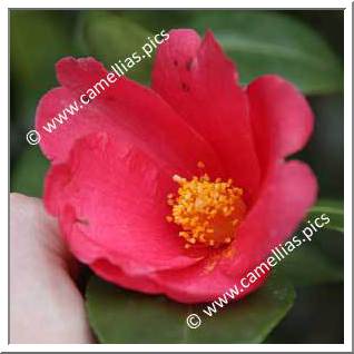 Camellia Species 'C. chekiangoleosa'