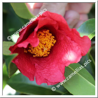 Camellia Botanique 'C. chekiangoleosa'