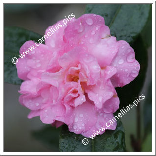 Camellia Sasanqua 'Cherilyn'